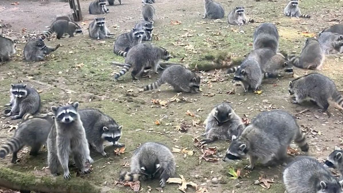Evinin çevresinde rakunlar dolaşan kadın 911'i arayarak kurtarıldı