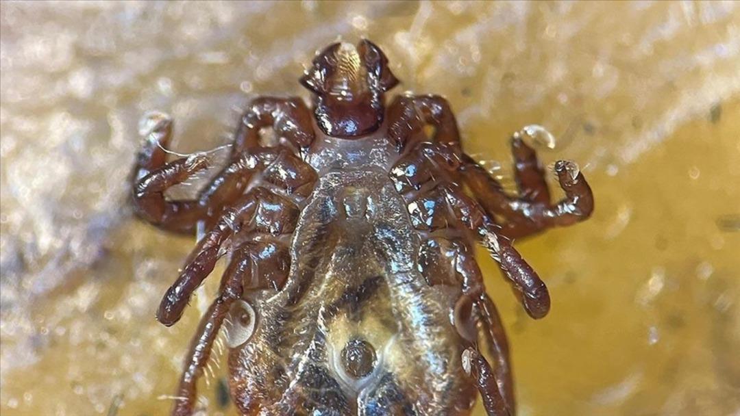 Isırık vakalarında ciddi artış! 15 gün boyunca kan emerek yaşıyorlar: 