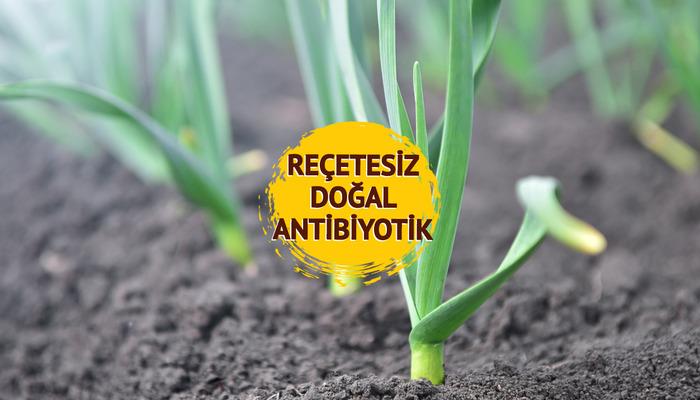 1'i 25 ilaca bedeldir: Yüksek tansiyonu düşürür ve diyabeti önler!  Kansere karşı en güçlü kalkan!  İşte sayısız avantaj