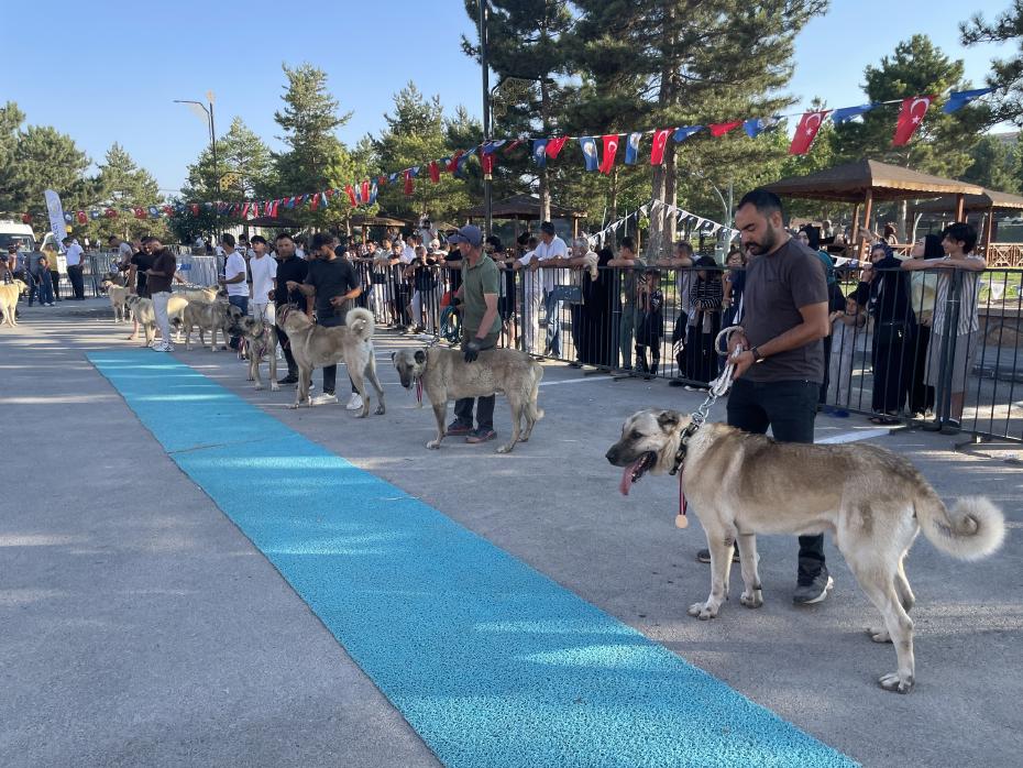 Bozkırın Aslanları Sivas'ta Podyuma Çıktı: Kangal Köpekleri Güzellik Yarışmasında Yarıştı