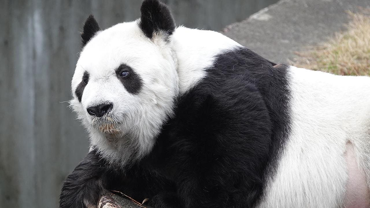 Japonya'nın en yaşlı pandası Tan Tan hayatını kaybetti