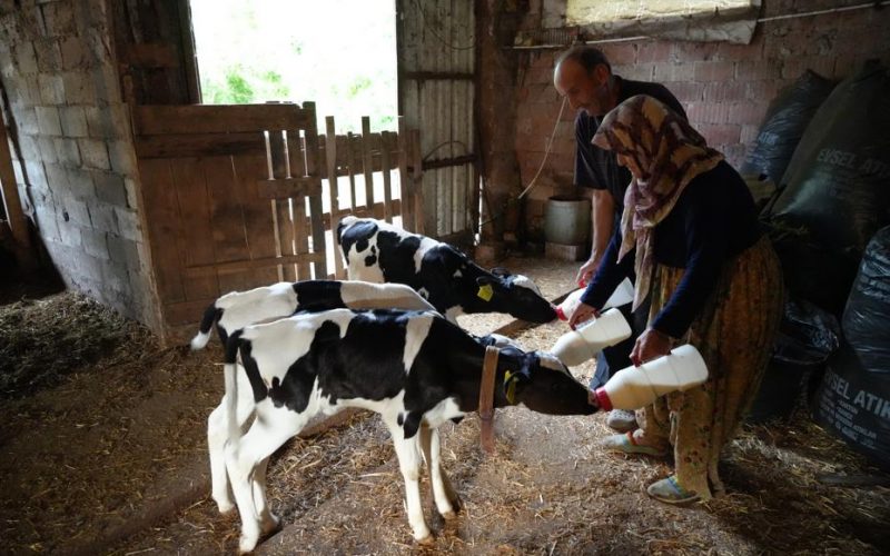 Edirne'de üçüz buzağı sürprizi: "Rabbim bereketini üç kat verdi"