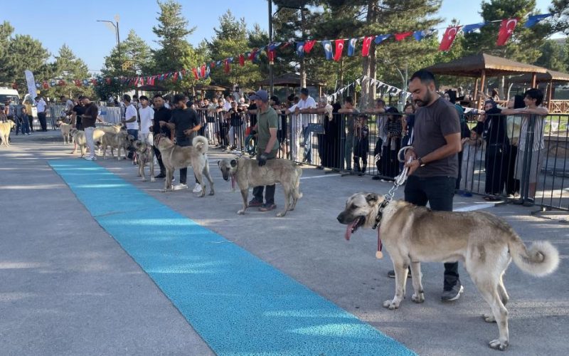 Bozkırın Aslanları Sivas'ta Podyuma Çıktı: Kangal Köpekleri Güzellik Yarışmasında Yarıştı
