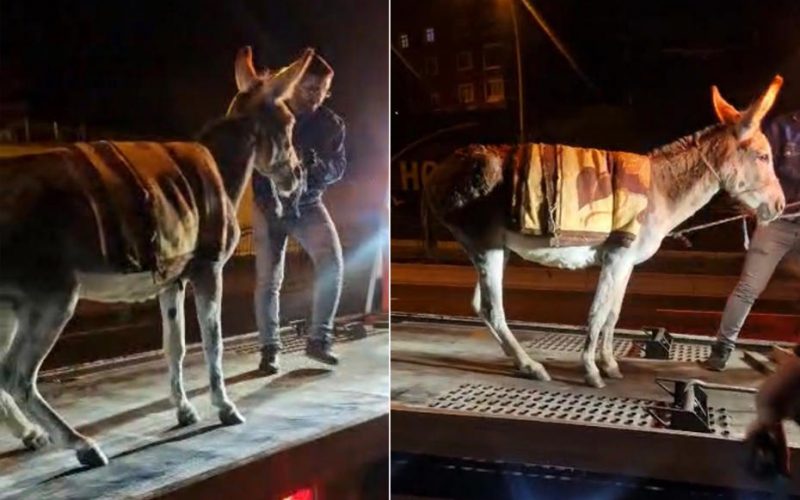 Ankara’da şaşırtan olay. Başıboş eşeği çekiciyle otoparka götürdüler